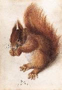 HOFFMANN, Hans Squirrel wf oil painting picture wholesale